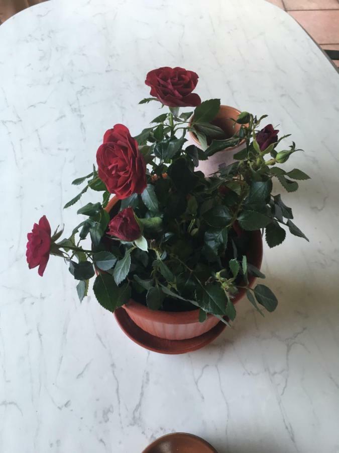 Villa Ermilia 科尔维利 外观 照片